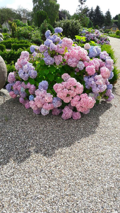 Hortensia på kirkegården